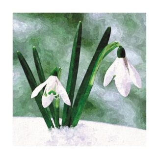 Snowdrops Christmas cards