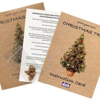 Grow your own Christmas Tree