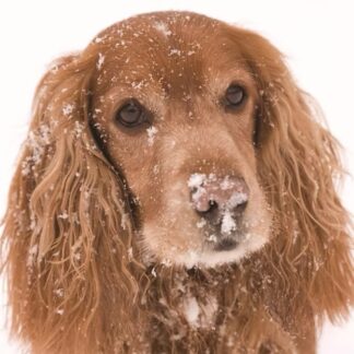 Snowy Spaniel Christmas cards