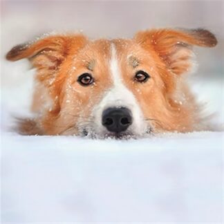 Fun in the snow Christmas cards dog design