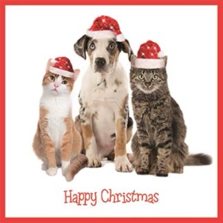 Festive cats and dog Christmas cards